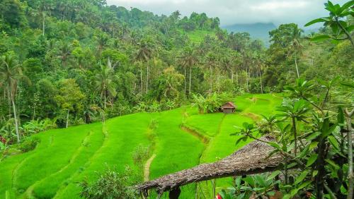 Buda's Homestay Lemukih