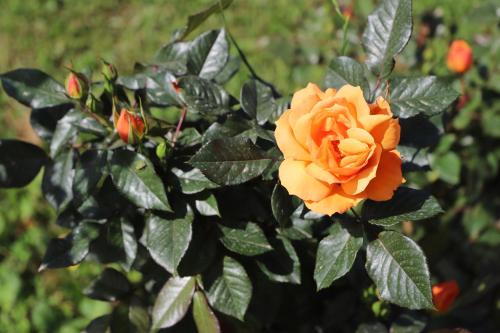 Tenuta Le Fornacelle - image 3