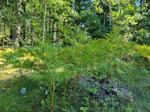 Surrounding environment, Skolvs Gard Hus Bjornfallet in Glanshammar