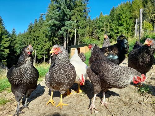 Miniponyhof Biohof Almbauer