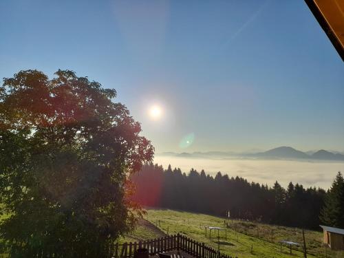 Miniponyhof Biohof Almbauer