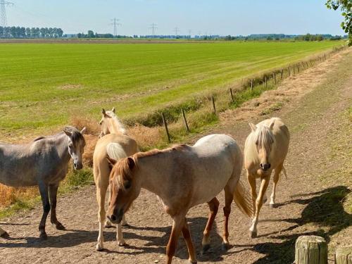 Natuurhuis Zeeuwse Rust voor wandelingen aan zee, fietstochten in natuur en culinair genieten