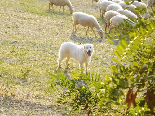 Piccolo Gesto d'Affetto