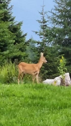  HOME SWEET HOME GIOSI in Covelo