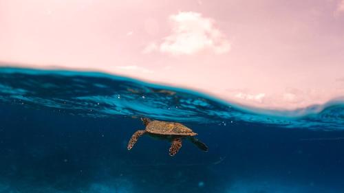 Deportes y ocio, The Pearl Seaview in Vaavu Atoll