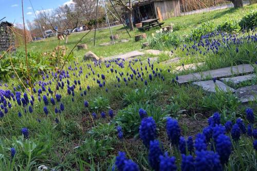 Familien-Haus,Garten,Grill,20m zum Rhein