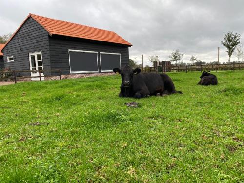 Met de Kippen op Stok - Vakantiehuisjes