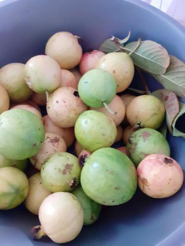 Εξωτερική όψη, Villa charmante au Moule avec piscine in Λε Μούλ