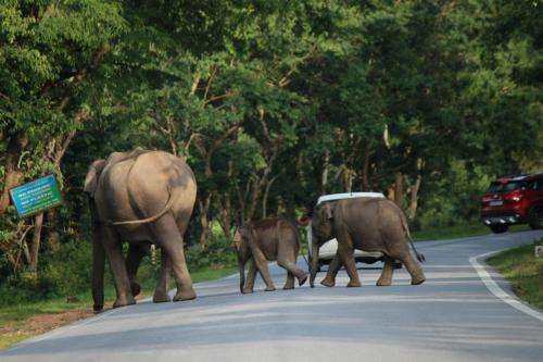 VIVIDEARTH Resorts Bandipur