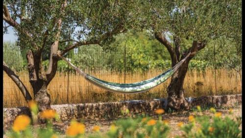 Apkārtne, Olive Tree House with Jacuzzi, WiFi and 40m2 pool in Širitovci