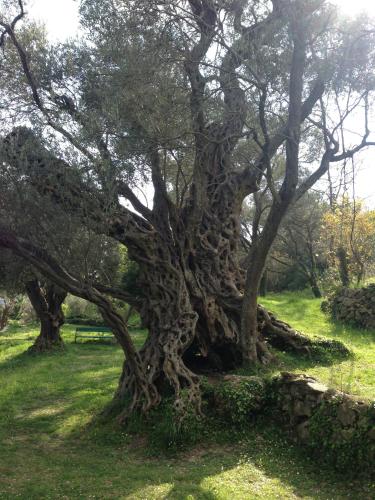 Villa Old Olive - image 5