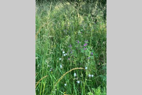 Idyllic Shepherds Hut, Bylaugh, in private wildflower meadow