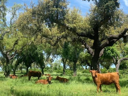 Herdade Da Maridona - Agroturismo