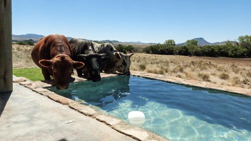 B&B Spring Valley - Karoo Ridge Eco-Lodges - Bed and Breakfast Spring Valley