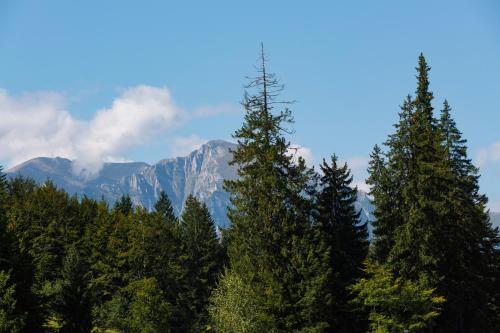 Manor Ski Hotel (Cabana Schiorilor) - image 14