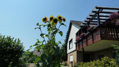 Blumenwiese - Apartment - Weilheim