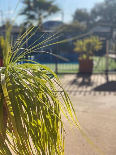 Úszómedence, All Settlers Motor Inn Parkes in Parkes