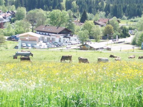 Hotel Alpenblick