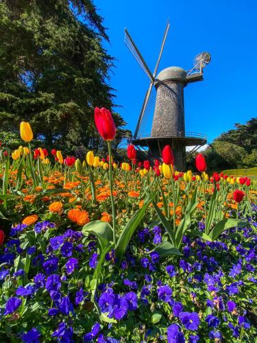 Golden Gate Park Suite