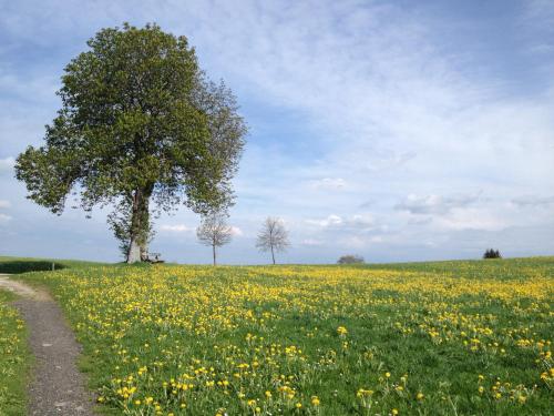 Erholsamer Traumurlaub wo auf Bergen Schlößer wachsen