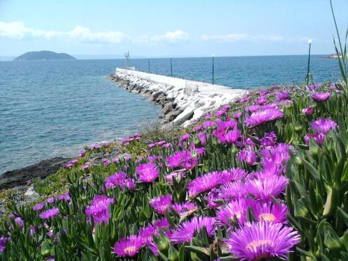 Room in BB - Welcome To Hotel petunia, In Neos-marmaras,xalkidiki ,greece, double room 6 chambre d'hôte Réma Smíxi