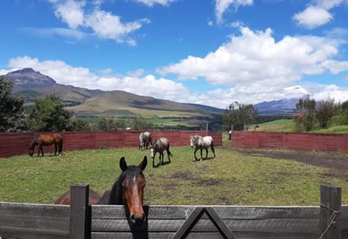 Balcon al Cotopaxi Hosteria - Photo 5