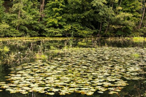 Hotel Waldesruh Am See - image 12