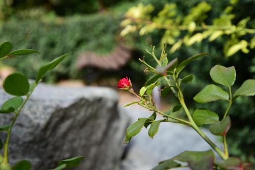 Guest house Shturman - image 4