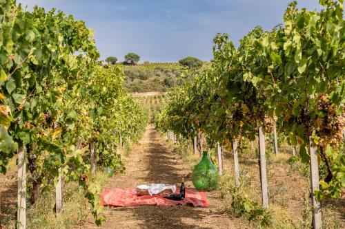 Un' Ottima Annata - La casa nel vigneto