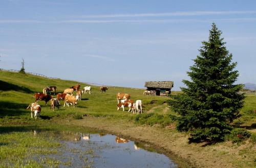 Pension Volgger - image 4