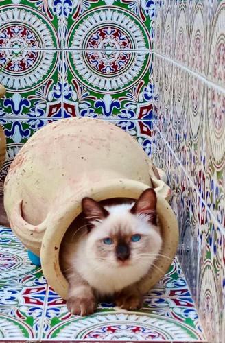 Araba Fenice Hotel - image 3