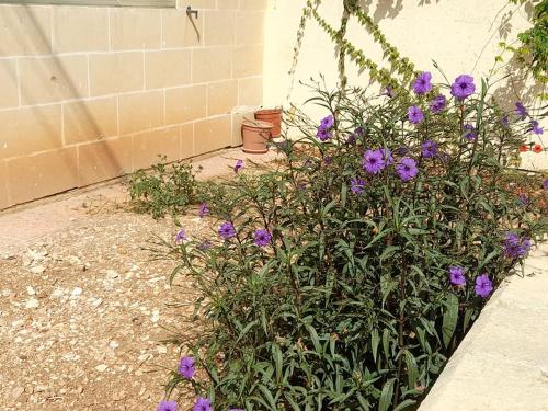 Dynesty B&B, Birżebbuġa (zdjęcie 8)