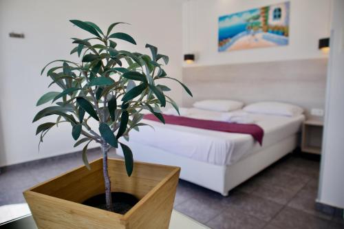 Anemos Studios, Adamas (fotografie 9)