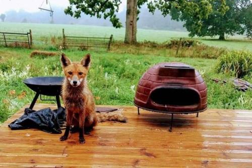 Glamp in Style in an Unique Horsebox Home