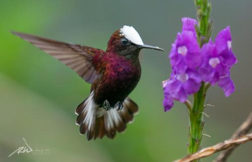 Arte de Plumas birding lodge