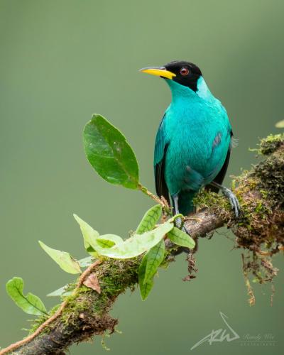 Arte de Plumas birding lodge