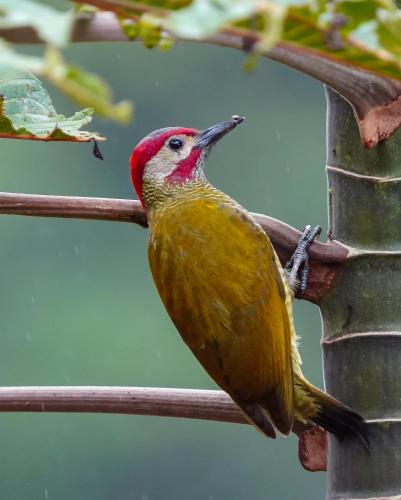 Arte de Plumas birding lodge