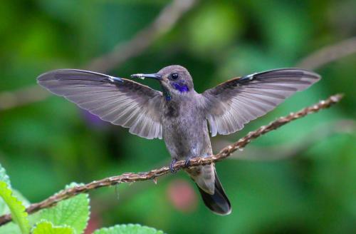 Arte de Plumas birding lodge