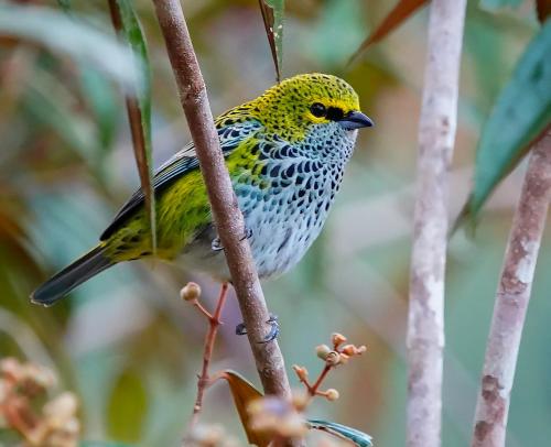 Arte de Plumas birding lodge