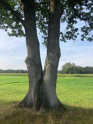 Kom tot rust in The Forest