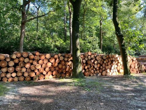 Kom tot rust in The Forest