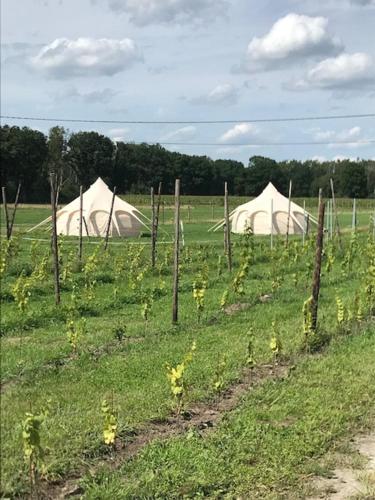 Natuur-like Glamping in Bosland
