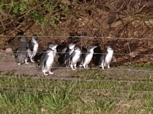 Diamond Island Resort & Bicheno Penguin Show