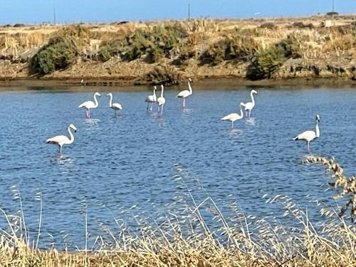 Surrounding environment, Fuseta Holiday House in Fuzeta