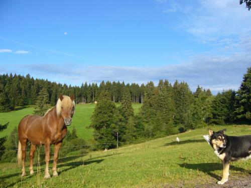 Höhengasthaus Kolmenhof an der Donauquelle