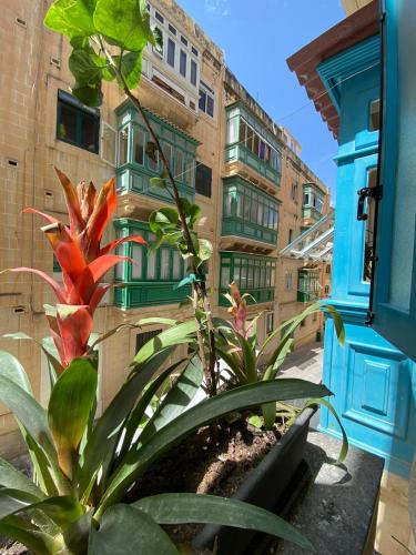Maltese town house, La Valeta (foto 6)