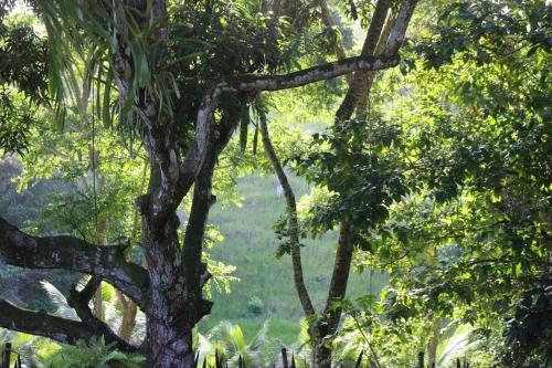 Sitio Sao Francisco, Natureza e Estrutura Completa