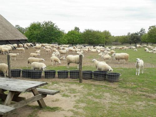 Wellness huisje de Vos met jacuzzi op de Veluwe!