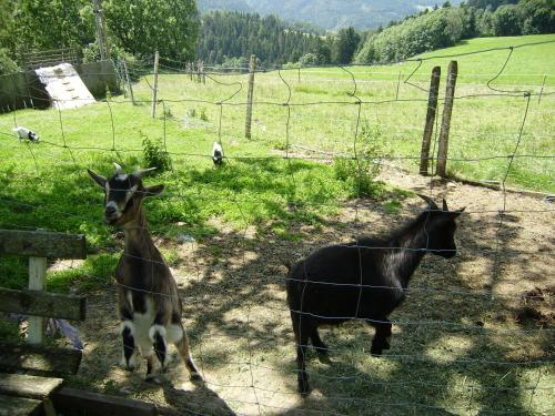 Aed, Huberhof im Almenland in Sankt Kathrein Am Offenegg