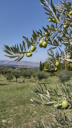 La Maggiolina Country House